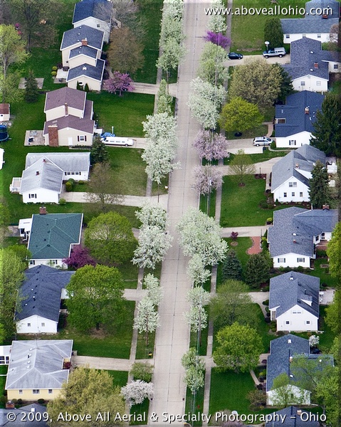 A close up aerial of spring trees in full bloom in a suburban neighborhood