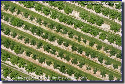 A low and close up aerial look at an orchard near Lorain, Ohio.