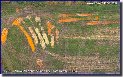 A near vertical view of discarded pumpkins and squash in a field near North Fairfield, Ohio (the north central part of the state)