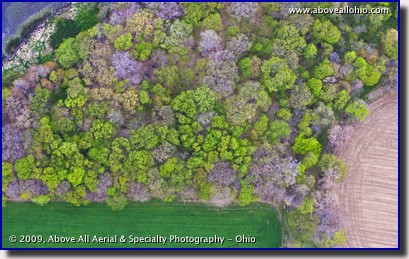 Overhead close up of trees and farmland in the spring